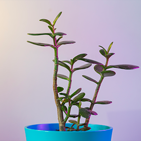 Infographie et marketing : attention au syndrome de la plante verte Le syndrome de la plante verte tue l'infographie