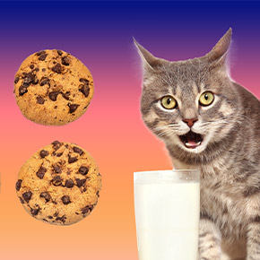 La fin des cookies tiers : poudre aux yeux ou véritable séisme digital ?